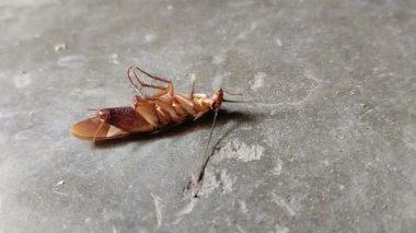 Hamamböcekleri alçı döşemede ya da yerde baş aşağı durur.