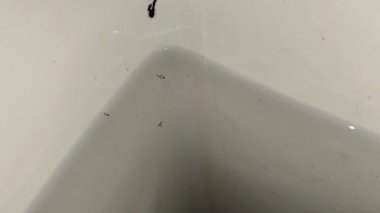 Banyo küvetindeki sivrisinek larvaları.