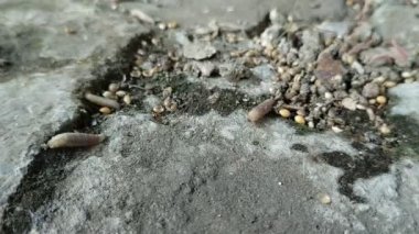 Kurtlar yerde sürünüyor.