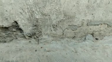 Bir grup siyah karınca evin duvarlarında yürüyor.