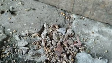 Kurtlar yerde sürünüyor.