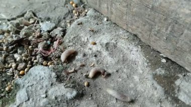 Kurtlar yerde sürünüyor.