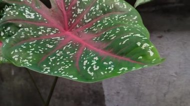 Red Star taro evin önüne ekilmiş.