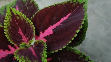 Süslü bir bitki olan miana ya da coleus evdeki dekorasyon için siyah plastik bir kaba yerleştirilir.