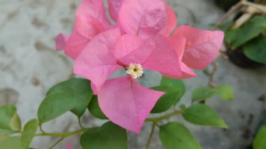 Pembe bougainvillea çiçekleri sabah çiçek açıyor, plastik kaplara ekiliyor.