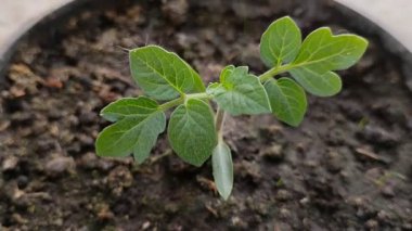 Plastikten siyah kaplarda büyüyen domates tohumları.