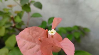 Pembe bougainvillea çiçekleri sabah çiçek açıyor, plastik kaplara ekiliyor.