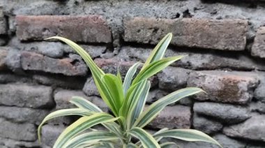 Paris Zambağı süs bitkisi (Chlorophytum comosum) tuğla bir duvarın arka planında