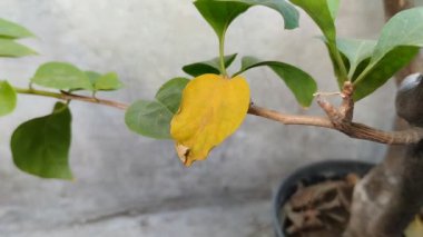 Bir bougainvillea bitkisinin yaprakları dallarda sararmaya başlıyor. Sararmış yaprakların nedeni aşırı sulama ya da aşırı sulama.