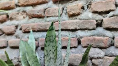 Kayınvalidenin dili (lidah mertua), sansevieria veya yılan bitkisi adı verilen süs bitkisi. Bir çeşit süs bitkisi. Genellikle evde süs olarak kullanılıyor.