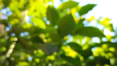 Yaprakların doğal arkaplanı bulanıklaşıyor.