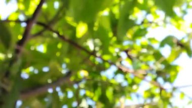 Yaprakların doğal arkaplanı bulanıklaşıyor.