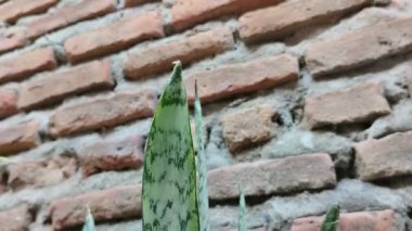 Kayınvalidenin dili (lidah mertua), sansevieria veya yılan bitkisi adı verilen süs bitkisi. Bir çeşit süs bitkisi. Genellikle evde süs olarak kullanılıyor.