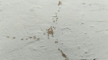 Evin duvarlarında sürünen bir grup karınca.