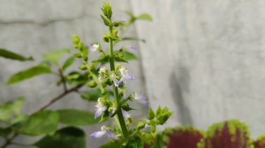 Mina, iler ya da coleus atropurpureus adlı süs bitkisinin çiçekleri çiçek açıyor.