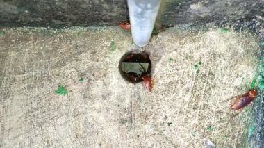 Hamamböceği yuvası lağım çukurunda