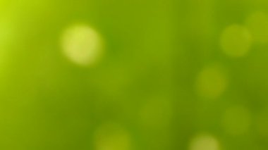 Bulanık yeşil yaprakların doğal arkaplanı