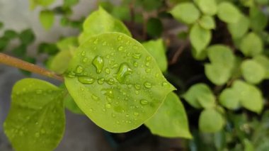 Yeşil yaprakların üzerindeki su damlacıklarının doğal arkaplanı