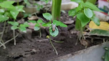 Papaya tohumu yapraklarının üzerine inen et sinekleri (lahit). Et sinekleri etle beslenen bir sinek türüdür ve adını çürümüş etin içine yumurta bırakmaktaki davranışlarından alır..