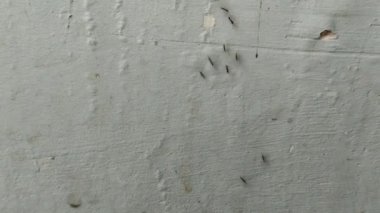 Evin duvarlarında sürünen bir grup siyah karınca.