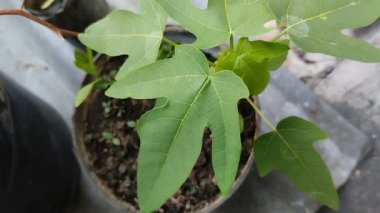 Papaya tohumları küçük siyah plastik kaplara ekilir.