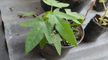 Papaya tohumları küçük siyah plastik kaplara ekilir.