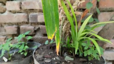 Pandan bitkisinin yapraklarının sararması bitkiyi çok fazla sulamaktan kaynaklanır.