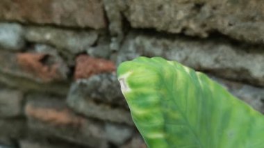 Taro bitkisinin yapraklarının sararması bitkinin çok fazla sulanmasından kaynaklanır.