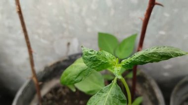 Biber yapraklı kıvırcık yapraklar. Buna haşereler sebep oluyor.