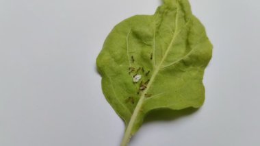 Mealybug (Fenacoccus manihoti) beyaz arkaplanda kırmızı biber yaprakları üzerinde. Hortumlarla bitki sularını emerek bitkilere saldırıyorlar..