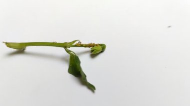 Beyaz arka planda kırmızı biber çiçekli yaprak bitleri ve karıncalar. Karşılıklı simbiyotik bir ilişkileri var.