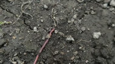 Islak toprakta sürünen solucanlar. toprak solucanları toprağı gübreleyebilir.