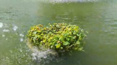 Bir avuç nilüfer çiçeği çeşme havuzunda yüzüyor. 