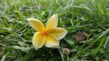 Yeşil çimenlikteki Frangipani çiçeklerinin doğal arka planı