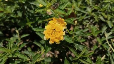 Turuncu lantana ya da lantana camara çiçeklerinin doğal arka planı