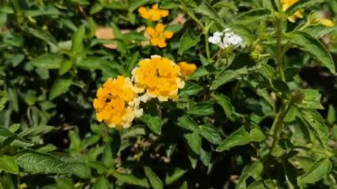 Turuncu lantana ya da lantana camara çiçeklerinin doğal arka planı