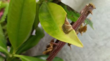 Körfez yaprakları (Syzygium poliyanthum) adlı bitkinin yaprakları uçlarda kurur..