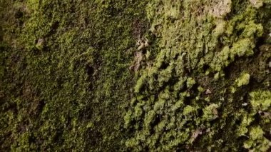 Yosun duvarlarda bol bol yetişir. Buna yüksek duvar nemi neden oluyor.