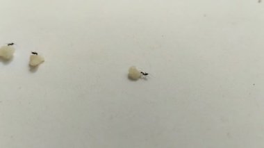 Siyah karıncalar beyaz arkaplanda küp şeker taşıyorlar.