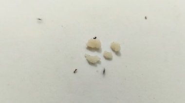 Siyah karıncalar beyaz arkaplanda küp şeker yiyorlar.