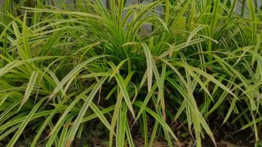 Süslü bir bitki olan Paris zambağı (Chlorophytum comosum) ya da bahçedeki örümcek bitkisi dekorasyon için