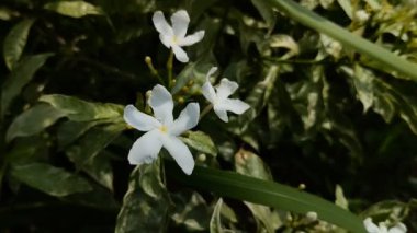 Bir süs bitkisi ki, ona 