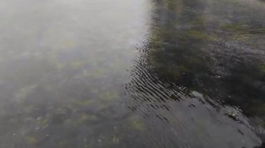 Su, yosunlu göleti olan bir bahçede dalgalanır.