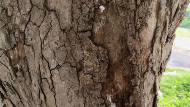 Arkaplan dokusu kaba ağaç kabuğu. Doku etkisi. doğal arkaplan