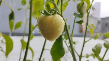 Ağaçta olgunlaşmamış yeşil renkli domatesler var. Tencere ve dar alanlarda domates yetiştirme kavramı.