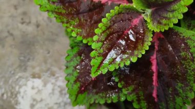 Mina (Coleus) adlı süs bitkisinin yaprakları yağmur suyuna maruz kalmıştır. Bu bitkinin iki rengi var, yani yeşil ve mor.