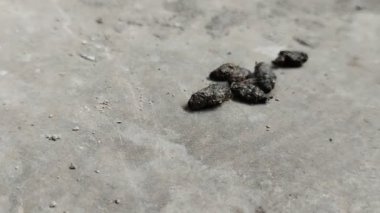 Beton zeminde fare dışkısı koleksiyonu. Fare dışkısı, Salmonella ve Streptobacillus gibi tehlikeli bakterileri taşıyabilir ve Hanta virüsü gibi hastalıkları hava parçacıkları aracılığıyla yayabilir..