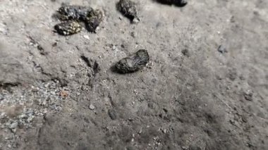 Beton zeminde fare dışkısı koleksiyonu. Fare dışkısı, Salmonella ve Streptobacillus gibi tehlikeli bakterileri taşıyabilir ve Hanta virüsü gibi hastalıkları hava parçacıkları aracılığıyla yayabilir..