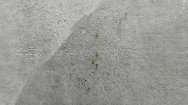 Evin duvarlarında sürünen karıncalar.