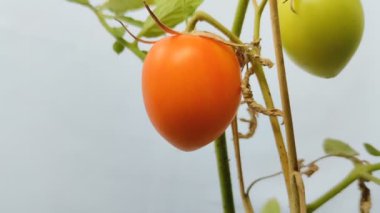 Beyaz arka planda olgun kırmızı domatesler. Tencere ve dar alanlarda domates yetiştirme kavramı.